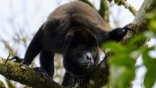 Маймуна-ревач, част от фауната в един от биологичните коридори в Упала, Коста Рика. Коридорите, които покриват 33% от територията на страната, са мост за опазването на биоразнообразието в Коста Рика и допринасят за развитието на селата.
