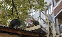 Спасиха близо еднометрова зелена игуана от дърво в Стара Загора