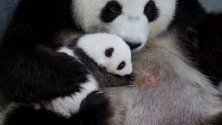 Една от новородените панди в Берлинския зоопарк сгушена в майка си. Двете панди се родиха на 31 август, първите, раждали се в Германия.