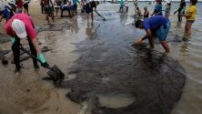 Доброволци почистват разлив от петрол на плаж в щата Пернамбуко, Бразилия. Общо 525 тона са почистени от 201 плажа от появата на първия петролен разлив по североизточното крайбрежие на Бразилия.