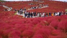 Туристи се разхождат из поле с растението кохия (известно и като летен кипарис) в парк в Хитачинака, Япония. Всеки юни там се засаждат над 30 000 туфи кохия. Те стават червени между юли и октомври.