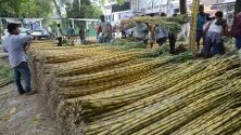 Работници подреждат захарна тръстига в Мачхоуа, Индия, преди наближаващия празничен сезон. Захарната тръстика се използва за създаване на ритуални форми.