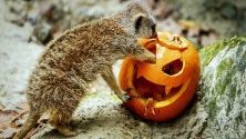 Сурикат похапва хелуинска тиква. Животните в зоопарка в Амерсфорт, Холандия, получиха издялани тикви по случай празника.