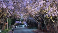 Разцъфнали дървета джакаранда в Йоханесбург, Южна Африка. Дърветата са вкарани в страната от Бразилия през 1892 г. С цъфтежа им започва и началото на лятото.