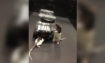 Учени обучиха успешно плъхове да шофират