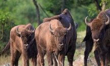 Голямото завръщане на величествените зубри в нашата природа