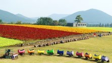 Туристи се разхождат из поле с цветя целозия в Согвипо, Южна Корея.