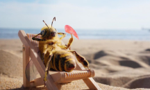 Пчела инфлуенсър стана сензация в Instagram