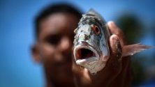 Рибар държи риба в Ресифе, Бразилия. Областта е една от многото засегнати от петролни разливи от незнаен източник. Близо 300 плажа по крайбрежието са заляти от петрол.
