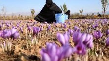 Афганистанка бере шафран в Херат. Над 5000 души са наети в отглеждането на около 400 хектара шафран в провинцията, като 40% от тях са жени.