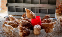 Новозеландец купи кокошка по интернет, пристигнаха хиляда