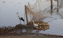 Двойка щъркели останаха у дома