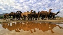 Стадо камили по време на традиционно изложение за добитък в Пушкар, Индия - най-голямото в света. Близо 50 000 камили биват продавани, украсявани, бръснати и използвани за надпревара.