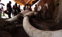 В Мексико направиха най-голямата находка на останки от мамути