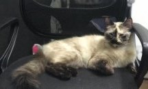 Котка спаси бебе от падане в Колумбия