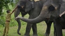 Гледач изпълнява ритуал преди откриването на резервата за диви животни &quot;Побитора&quot; в Асам, Индия, затворен досега заради сезона на мусоните.