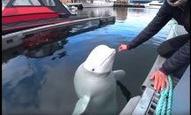 Кит, заснет да играе на ръгби с моряци, може да е бивш „руски шпионин“