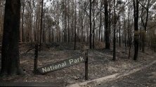 Изгорели дървета след горски пожар в Кураингат, Нови Южен Уелс, Австралия. Над 80 горски пожара бушуват в региона.