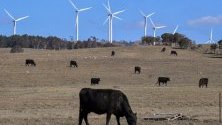 Крави пасат край вятърна електроцентрала в Бунгендор, Австралия. Страната започва тестване на първата си офшорна вятърна централа край бреговете на Гипсланд.