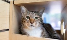 Котка се оказа бедствие за приют - постоянно освобождавала други котки