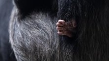 Ръка на бебето шимпанзе Куебо, държано от майка му Фифи в зоопарка в Базел, Швейцария. Куебо се роди на 6 октомври.
