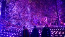Илюминации по време на светлинното шоу &quot;Коледа в Кю&quot; в Кралските ботанически градини в Лондон. Около 20 км кабели са положени за светлинното шоу, което ще продължи до 5 януари.