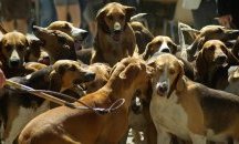 Глутница кучета напада хора край крепостта „Царевец“