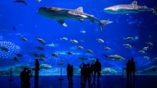 Гигантски аквариум в Ocean Park, Жухай, Китай. Жухай е известен като китайската Ривиера.
