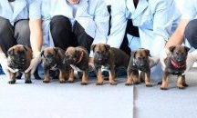 Клонирани кучета са най-новите членове на полицията в Пекин