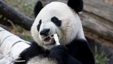 4-годишната панда Бей Бей се храни със захарна тръстика в зоопарка Смитсониън във Вашингтон. Пандата, родена в зоопарка, беше преместена в център за панди в Китай. Съгласно споразумение, панди, родени в чужбина, на 4 години трябва да бъдат преместени в Китай.