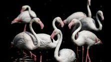 Фламинго в езеро в Jurong Bird Park в Сингапур, открит през 71-а година. В парка живеят над 400 вида птици.