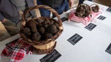 Кошници с трюфели Tuber melanosporum, изложени на специализиран пазар в Сарла, Франция. Този вид трюфели са едни от най-скъпите ядими гъби и се продават за между 450 и 550 евро.