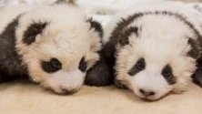 Берлинският зоопарк показа новородените панди. Майка им Мън Мън ги роди на 31 август, те са първите, родени в Германия.