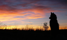 Останки на 18 хиляди години озадачават учените