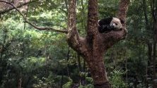 Панда спи върху дърво в изследователския център за развъждане на панди Ченду, Китай. По данни на WWF в диво състояние живеят 1864 панди.