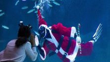 Гмуркач в костюм на Дядо Коледа забавлява посетителите на аквариума Coex в Сеул.