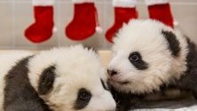 Служители от Берлинския зоопарк са декорирали в коледна украса помещението, където живеят двете новородени панди.