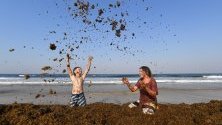 Местно дете си играе с огромни купчини водорасли на Палм Бийч в град Голд Коуст, Куийнсланд, Австралия. Явлението се случва често по това време на годината.