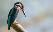 Учени: Климатичните промени смаляват птиците