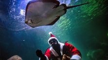 Водолаз, облечен като Дядо Коледа, храни рибите в аквариума Sea Life в Берлин, Германия.
