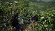 Членове на панамското племе гуайми събират реколтата на кафеените плантации в Сона де лос Сантос, Коста Рика. Членове от плечена от Панама и Никарагуа пристигат тук, за да участват в беритбата, която трае до март.