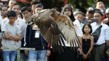 Орел в полет към собственика му по време на изложба на екзотични животни в Янгон, Мианмар.