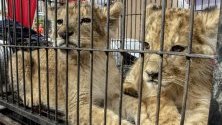 Две африкански лъвчета биват показани по време на пресконференция в Пеканбару, Индонезия. Полицията е конфискувала четири лъвчета и бебе леопард от контрабандисти.