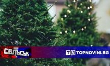 СБЛЪСЪК: Изкуствена или естествена елха за Коледа?