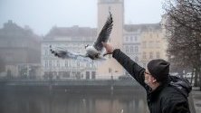 Орнитологът Иван Микшик от Чешкия национален музей се опитва да хване чайка, за да я маркира с пръстен на река Вълтава в Прага. Маркирането се прави през зимата, тъй като тогава чайките се местят в Прага в търсене на храна.