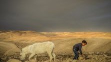 Дете на бедуините играе до магаре в пустинята край Ерусалим, Израел.
