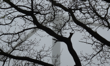 От МВР предупреждават за паднали дървета и клони по пътищата