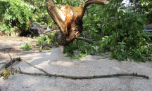 Силен вятър прекърши клони в София