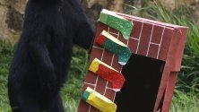 Мечка в зоопарка в Кали, Колумбия, получава коледни подаръци. Останалите животни в зоопарка също бяха изненадани за Коледа.