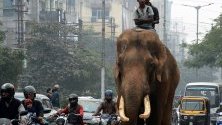 Слон из трафика в Гувахати, Индия. Индия е дом на 50-60% от всички диви слонове в Азия и около 20% от отглежданите от хора